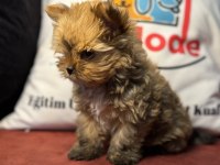En Güzel Tea Cup Morkie Yavrumuz
