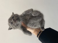 Son iki yavrum scottish fold