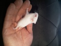hamster gonzales ve syria