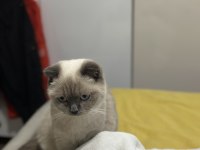 Ücretsiz Scottish Blue Point Kedi Sahiplendirme