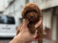Teacup kore kg garantili poodle
