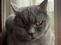 Ücretsiz British Shorthair Kedisi