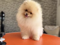 Pomeranian Boo Köpeği