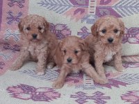Poodle den farksız maltipoolar