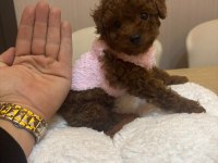 DÜNYA GÜZELİ 3 ERKEK KARDEŞ TOY POODLE