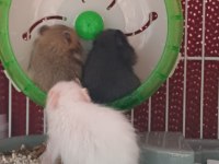 suriye hamster yavrusu