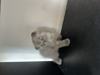 Yavru scottish fold kedimizi sahiplendirme