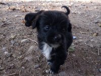Kokoni cinsi small greek pinscher