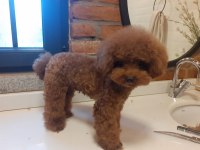TÜY DÖKMEYEN SAĞLIK IRK KALİTE GARANTİLİ POODLE YAVRULARIMIZ