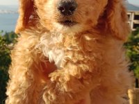 Maltipoo 3 aylık MİNNAK yavru