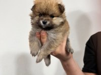 Pomeranian boo