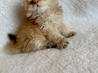 British longhair golden