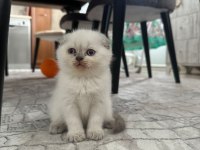 40 günlük dişi scottish fold