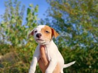 Zeka küpü orjinal Jack Russell yavrular