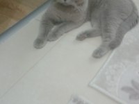 Erkek scottish fold cins