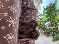 TOY POODLE RED BROWN BEBEKLER