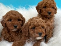 Erkek Dişi Toy Poodle Bebekler