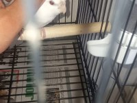 Sevimli Kırmızı Göz Albino Sultan Papağanı