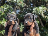 King Doberman Yavruları