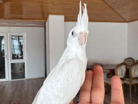 2 aylık albino sultan papağanı