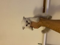 A kalite ev üretimi scottish fold bebekler