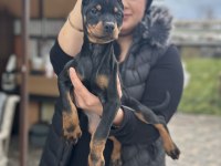 Şecereli King Doberman Yavrularım