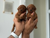 Teacup Kore Poodle Bebekler Aşılı Ve Çiş  Eğitimli 