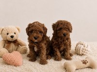 Anne Altından Orjinal Toy Poodle Bebekler