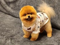 1 yaşında efsane ötesi erkek teddy bear surat pomeranian