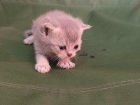 British shorthair