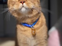 Acil british longhair kedimi çiftleştirmem gerekli