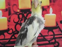 Bebek sultan papağanlar