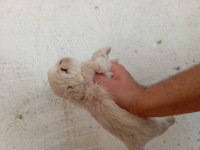 Erkek İmperial Pekinez