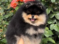Pomeranian Boo Orjinal Irk Köpekler