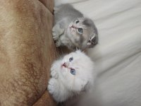Muhteşem mavi göz ve tip scottish fold