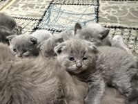 Minnoşlar Kedicikler