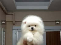 Sevimli hayalet Casper 2,5 aylık