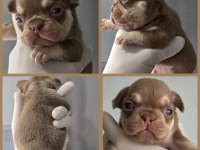 NEW SHADE ROJO AND TAN DİŞİ FRENCH BULLDOG YAVRUMUZ İZMİR