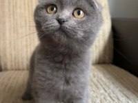 ANKARA İÇİ OYUNCU BEBEK KEDİŞ