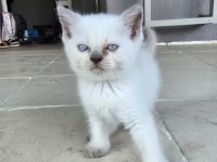Kedilerime Yuva Arıyorum