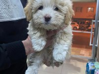 YAVRU TERRİER KÖPEKLERİM YENİ YUVALARINA GİTMEYE HAZIR