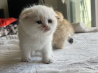 Safkan ny12 golden scottish fold yavrular
