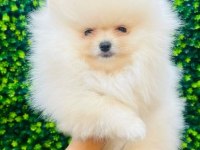 Pomeranian baby