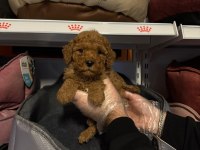 Toy poodle çokomeller