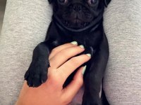 Eğitimli siyah pug