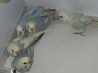 2 aylık muhabbet kuşu 5 adet