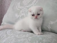 Exotic shorthair yavrumuz ve çok nadir tür foldex bebekler