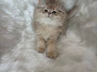 Lilac Golden Erkek Cy11 British Longhair