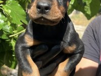 Kaliteli Doberman yavrular