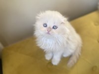 Scottish fold longhair dişi